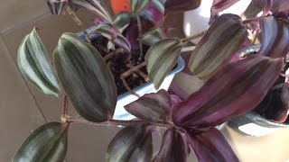 How to Propagate Tradescantia Zebrina  Purple Variety [upl. by Werdma]