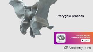 Pterygoid process of sphenoid bone [upl. by Aimo]