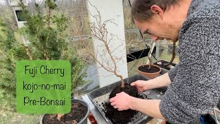 Repotting my Fuji Cherry preBonsai  kojonomai [upl. by Acinimod638]