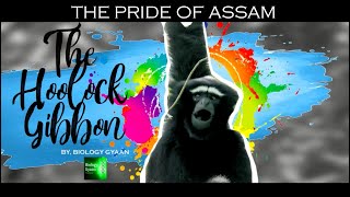 HOOLOCK GIBBON THE PRIDE OF ASSAM THE ONLY APE FOUND IN INDIA WESTERN HOOLOCK BY BIOLOGY GYAAN [upl. by Lilybelle183]