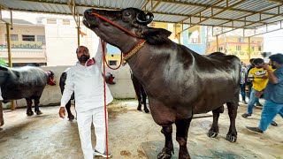 Laddu Yadav Sadar 2024  Laddu Yadav Biggest Baahubali Bulls  3kg Gold Chain Bulls  Laddu Yadav [upl. by Marilee]