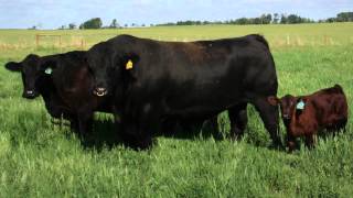 Simmental offers a complete package to the beef industry [upl. by Yssirhc696]