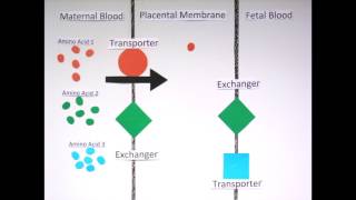 Unlock the Power of Placenta Learn Safe SelfInjection for Melsmon Laennec Curacen and JPLA [upl. by Noy]