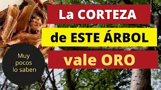 LA CORTEZA DE ESTE ÁRBOL VALE ORO Sus propiedades medicinales tienen sorprendidos a los doctores [upl. by Sirronal736]