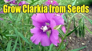 How to Grow Clarkia from Seeds [upl. by Hannavahs668]