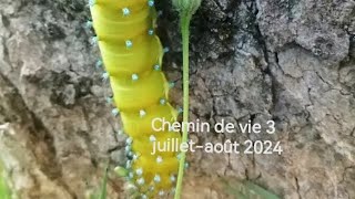 Chemin de vie 3 énergie des lettres hébraïques et tarot de Marseille juilletaoût 2024 [upl. by Atis679]