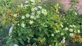 Pereskia aculeata เปเรสเกียดอกหอม ไม้เลื้อยตัวนี้เป็นไม้เถาว์ ออกดอกตลอด ดอกหอมกรุ่นเหมือนดอกวาสนา [upl. by Ierbua600]