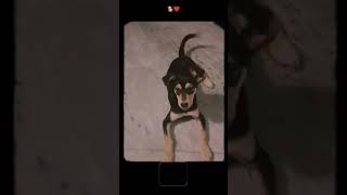 🐶Jacky learns how to sitspeakand jump😀how to train a dog।। [upl. by Zeba881]