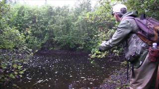 Fishing Tyler Forks River N Wisconsin [upl. by Nnaoj446]