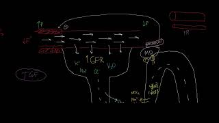 Tubuloglomeruläres Feedback Autoregulation der Niere [upl. by Koorb]