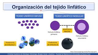 VIDEHISTO 20  Inmune  Generalidades de tejido linfático [upl. by Theall631]