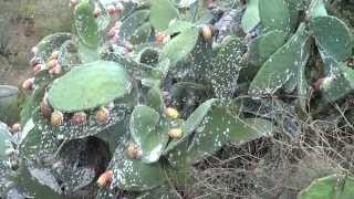 Cactus amp Cochineal [upl. by Neoma]