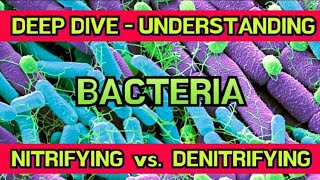 Truly Understanding Nitrifying vs Denitrifying Bacteria amp The Effects on Aquarium Plants amp Fish [upl. by Einna]