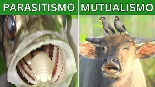 Simbiosis mutualismo parasitismo comensalismo y depredación Explicación y ejemplos 🦏🐦 [upl. by Weiss]