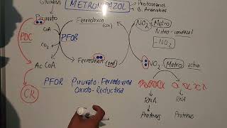 Mecanismo de Accion del Metronidazol mauroentropico5280 [upl. by Kellyn]