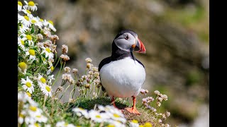 Lerwick Shetland  Scotland cruise part 3 [upl. by Almita]