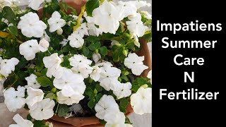 Impatiens plant care n fertilizer Balsam plant care tips [upl. by Jelene]