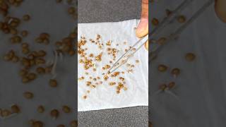 Tomato seedling tips sowingseeds seedlingtrays shorts v87garden [upl. by Adnav993]