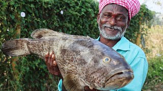 10kg Amazing Hamour Fish Recipe  Hamour Fish Curry  Ranganayakamma Kitchen [upl. by Haseefan]