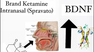 Ketamine’s mechanism of action and clinical use [upl. by Dirraj582]