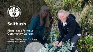 Saltbush for community gardens [upl. by Aihpos]