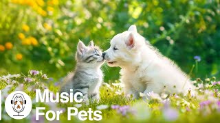 Soothing Lullabies for Cats and Dogs  Relaxing Music to Soothe and Comfort Pets and Help Calm [upl. by Odnalra]