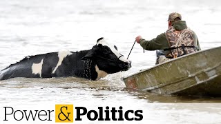 Thousands of hogs and poultry feared dead in aftermath of BC flooding [upl. by Adnamas870]