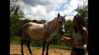 TUTO apprendre le Campo a son cheval  évolution révérence [upl. by Mcgrody32]