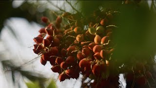 1st of May  Farm Life  Cinematic Philippines  Fujifilm XH2 [upl. by Chubb]