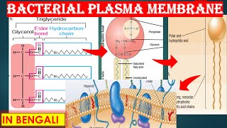 BACTERIAL PLASMA MEMBRANE FLUID MOSAIC MODEL IN BENGALI  BASIC MICROBIOLOGY LECTURE 4 [upl. by Hackney]