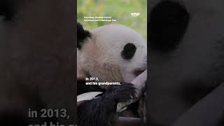 Giant pandas are coming back to the Smithsonian National Zoo [upl. by Aneri]