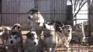 alaskan malamute puppies howling [upl. by Elrebmik]