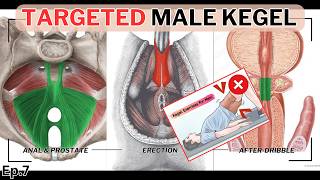 Targeted Kegel Exercises for Men Sexual Health amp Combat Prostatitis EDep7 [upl. by Remled]