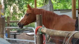 Horse calling friends 😊 [upl. by Gorrian]