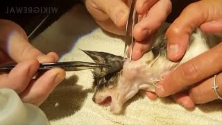 Satisfying Botfly Larvae Removal From Animals [upl. by Jdavie]