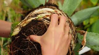 Agave americana  Propagation by dividing [upl. by Drew141]