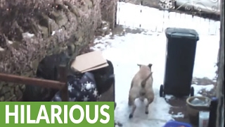 Thief stealing from yard greeted by Bull Mastiff [upl. by Ettigdirb]