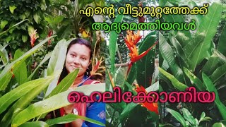 ഹെലിക്കോണിയയുടെ പരിചരണം [upl. by Venice]