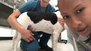 SK12 Intramuscular injection on a dog [upl. by Amoihc999]