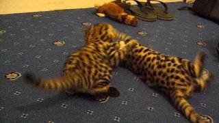 2 months old hand reared blackfooted cats Felis nigripes are playing RSCC [upl. by Alat]