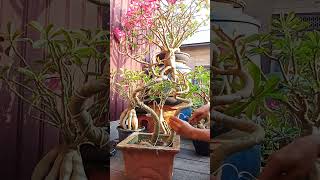 ADENIUM BATANG MELIUKbonsai adenium tanamanhias rosa do deserto shorts [upl. by Aztiraj]