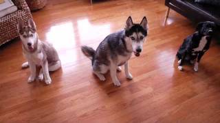 Mishka the Talking Husky and her sisters sit and stay [upl. by Danae]