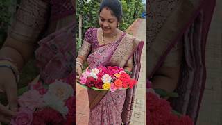 Roses harvesting గులాబీలు roses mygarden harvesting shortvideo ytshorts gardening flower [upl. by Rudd994]