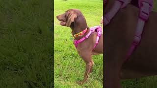 El Vizsla  la mejor raza de perro para correr perro vizsla running traildog [upl. by Aneetsirhc]