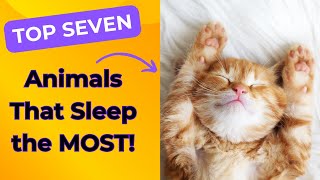 The SLEEPIEST Animals In The World With Sleeping Hours [upl. by Kcirdled668]