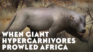 When Giant Hypercarnivores Prowled Africa [upl. by Cherilyn]