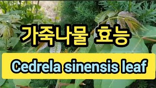 💖가죽나물 효능💖Cedrela sinensis leaf [upl. by Constantine]