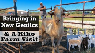 Bringing In New Genetics  Visiting Another Kiko Goat Farm  Goats in Texas  Kiko Goat Farm [upl. by Mastat]