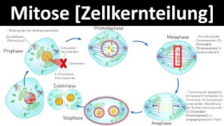 Mitose Zellkernteilung  Prophase Metaphase Anaphase Telophase 26  Biologie Oberstufe [upl. by Geer564]