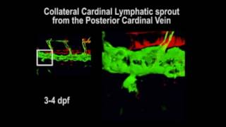 Zebrafish lymphatic development [upl. by Burnley]